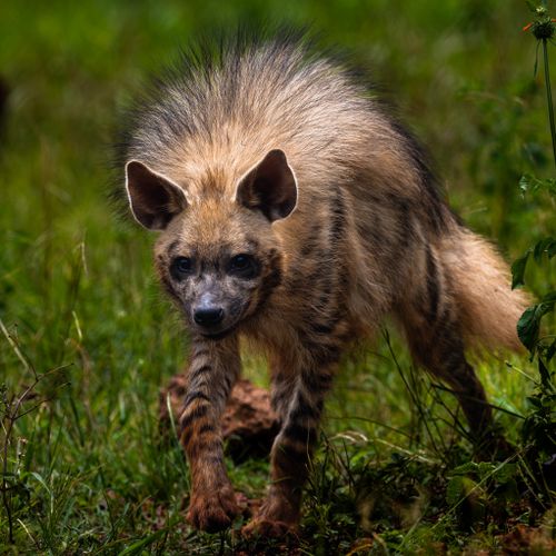Free Aardwolf exploring the green grasslands of Mpigi, Uganda, showcasing its distinctive fur and markings. Stock Photo