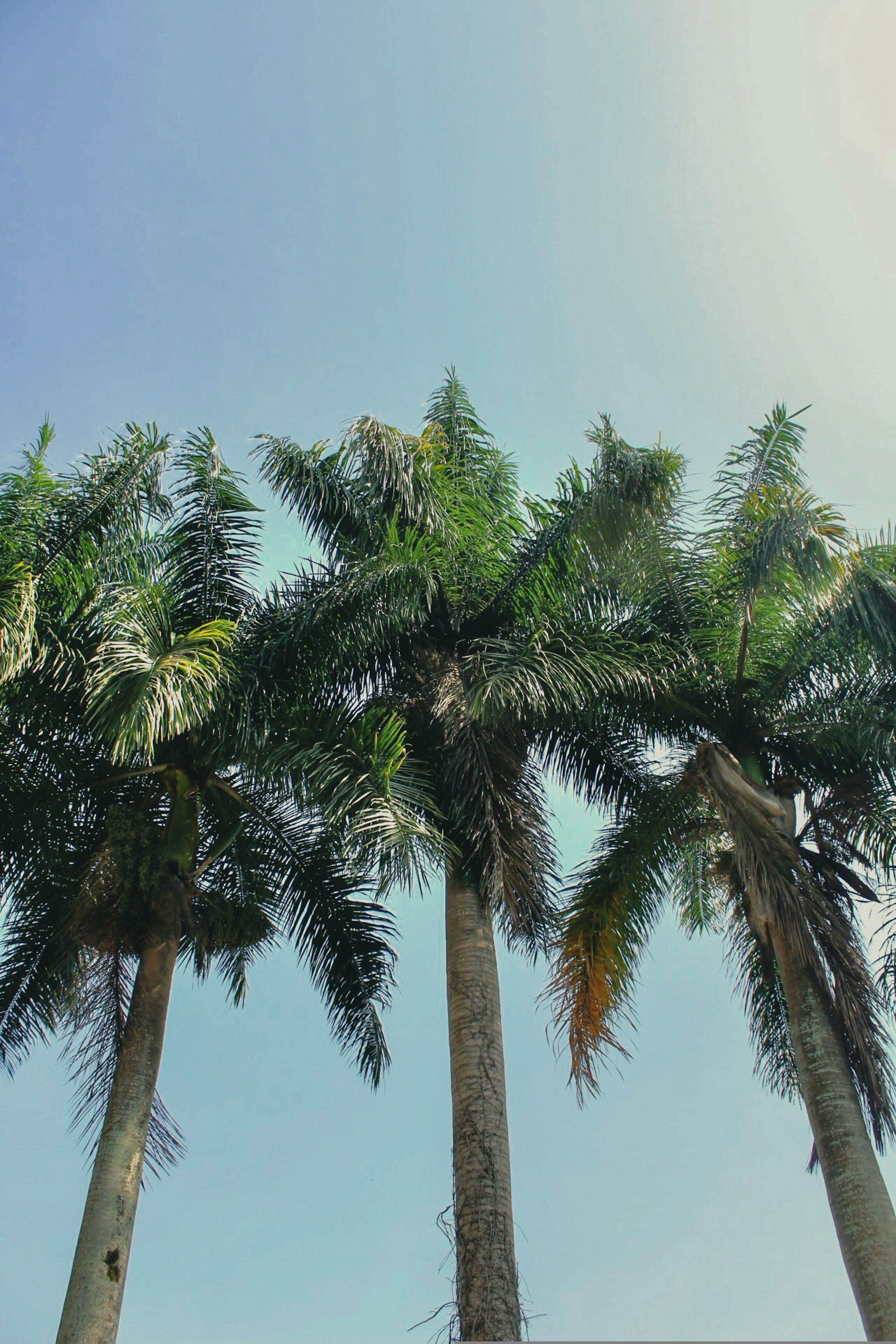 Low Angle Shot of Palm Trees against Clear Blue Sky · Free Stock Photo