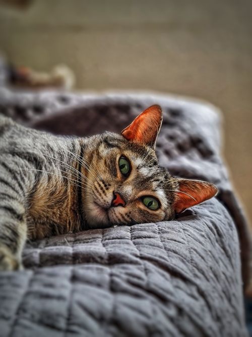Free Close-up of a tabby cat comfortably lounging on a bed with a relaxed expression and vibrant green eyes. Stock Photo