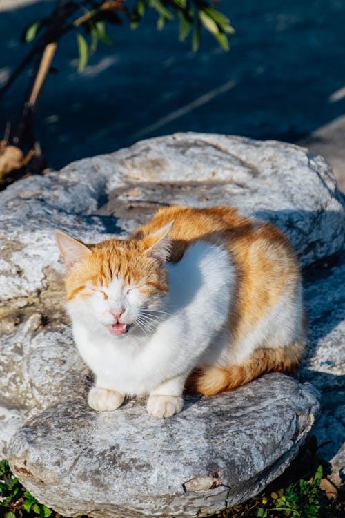 Cat Sitting on a Rock