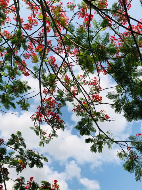 Free Colorful Delonix regia branches with red flowers against a clear blue sky in Bangladesh. Stock Photo