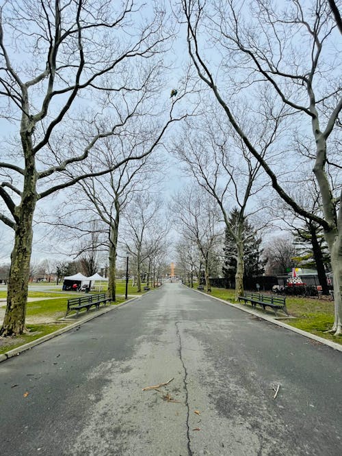 An Asphalt Road between Leafless Trees