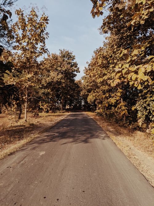 Free A tranquil sunlit road winds through a dense forest with vibrant autumn foliage. Stock Photo