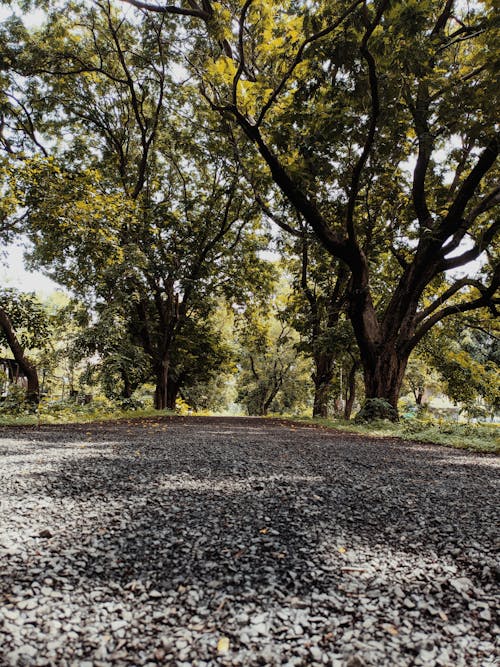 Foto profissional grátis de árvores, cenário, desocupado