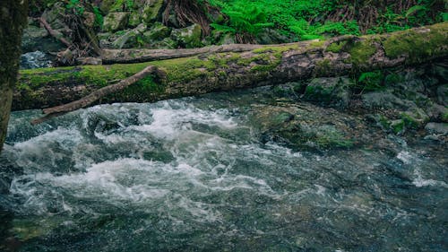 Free stock photo of blue water, creek, green moss