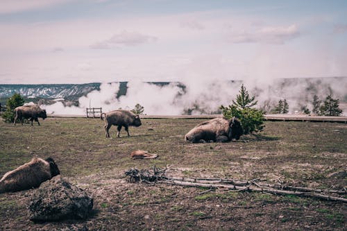 Free stock photo of american bison, landscape, smoke