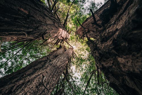 Trees in a Forest in Sunlight 