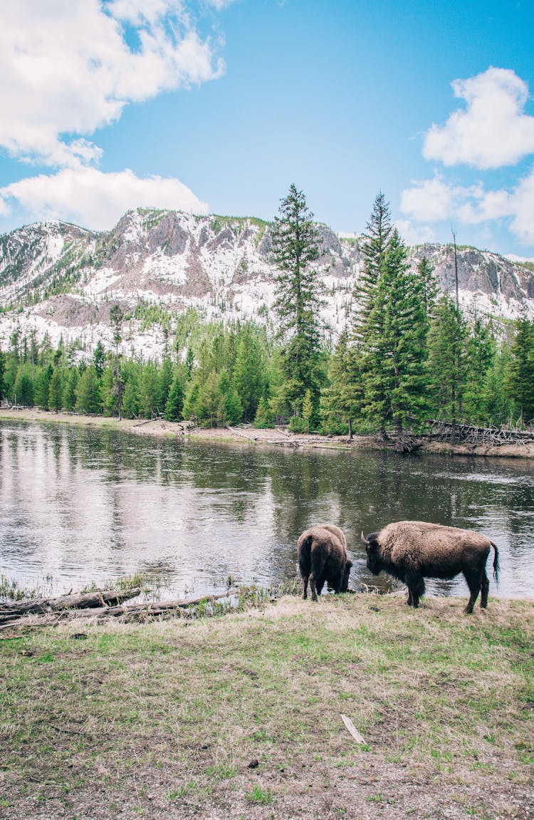 Buffaloes On Riverbank