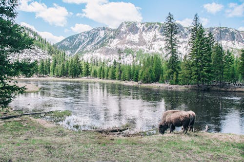 Free stock photo of american bison, landscape, mountains