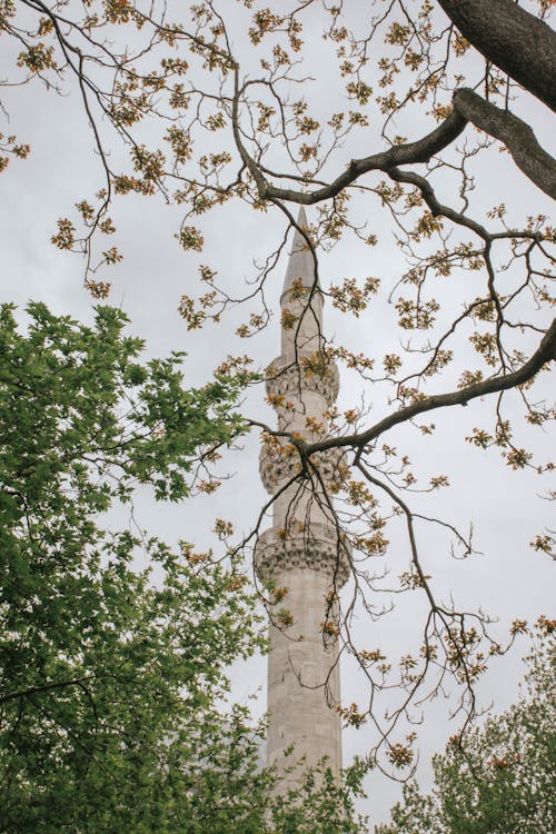 Ilmainen kuvapankkikuva tunnisteilla Istanbul, kalkkuna, minareetti