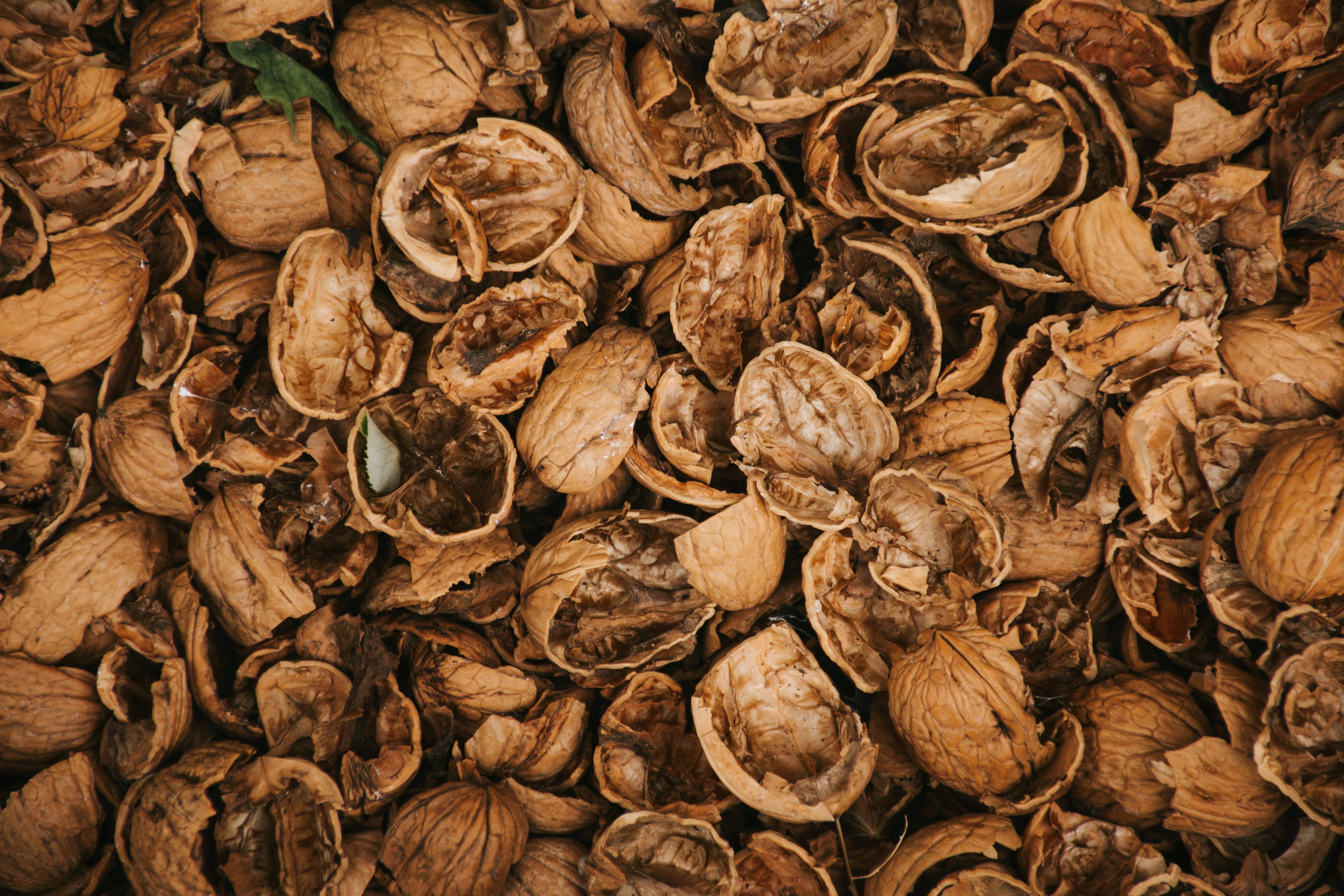 Dry Nutshells Stack · Free Stock Photo