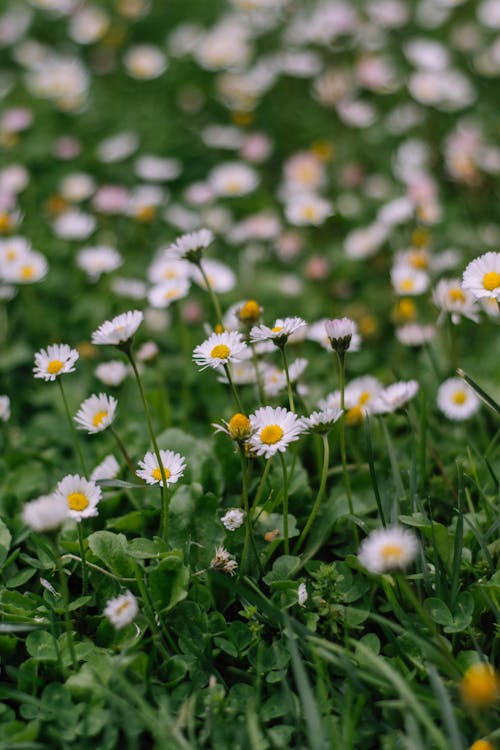 꽃, 데이지, 성장의 무료 스톡 사진