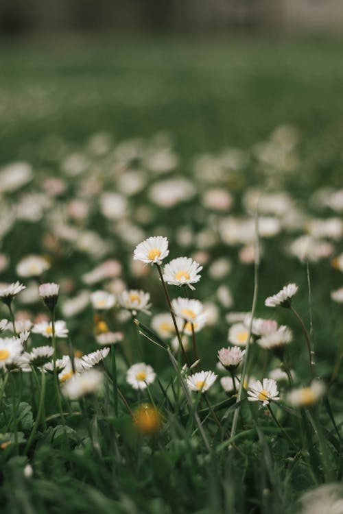 Fotobanka s bezplatnými fotkami na tému jemný, kvety, lúka