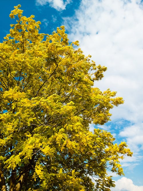 Yellow Maple Leaves Under Blue Sky · Free Stock Photo