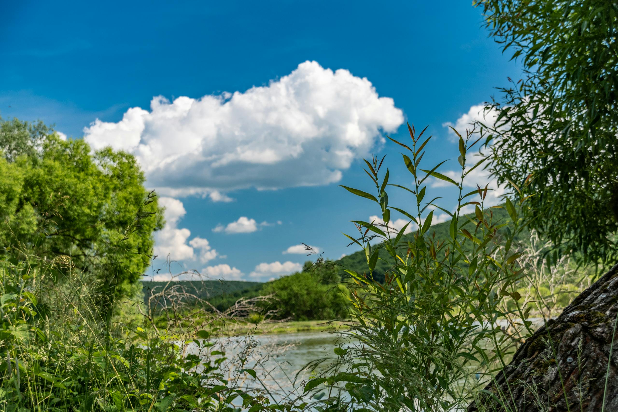 Summer at Byšta Fish Pond by Sun Pixel Photography