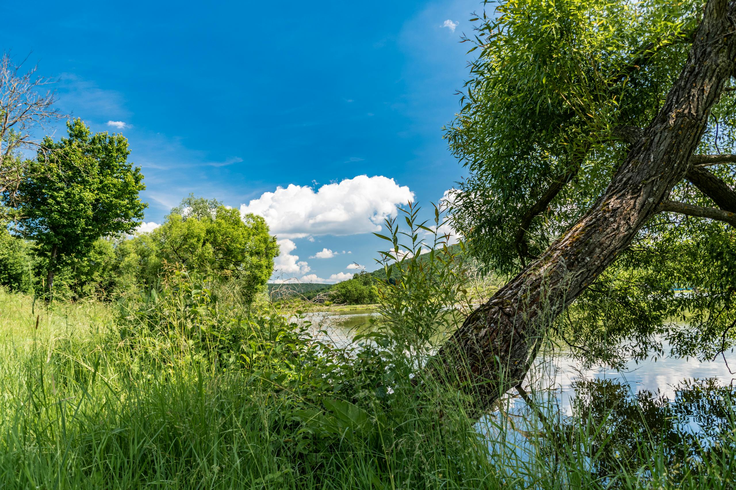 Summer at Byšta Fish Pond by Sun Pixel Photography