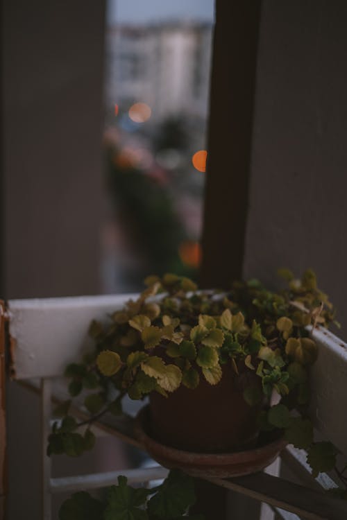 Plant with Leaves in Pot