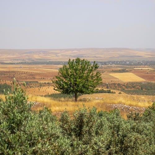 Immagine gratuita di alberi, campagna, campi