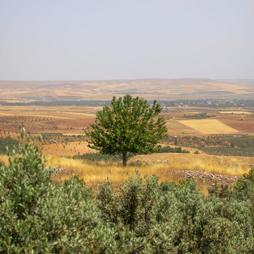 Free A solitary tree stands in a vast, sunlit rural landscape with fields and distant hills. Stock Photo