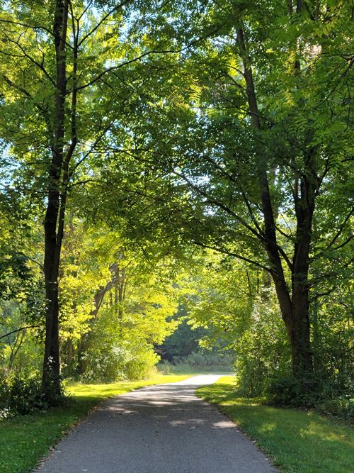 Free A serene forest path with sunlight filtering through lush green trees. Stock Photo