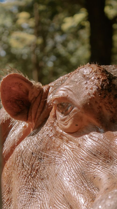 Free Detailed close-up of a hippopotamus' head with sunlight highlighting its textured skin in Belo Horizonte, Brazil. Stock Photo
