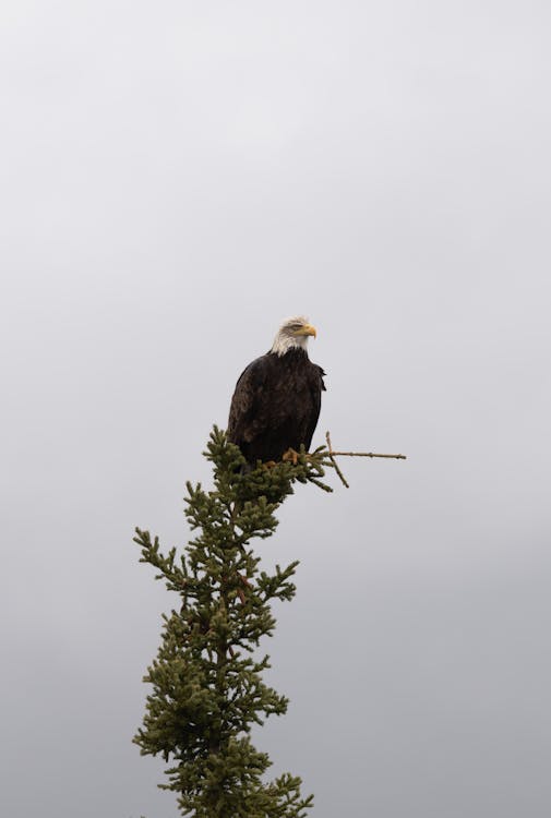 Fotos de stock gratuitas de Águila calva, animal, naturaleza