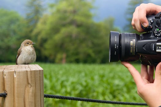 A photographer captures a sparrow perched on a wooden post in the lush outdoors of Lienz, Tirol.