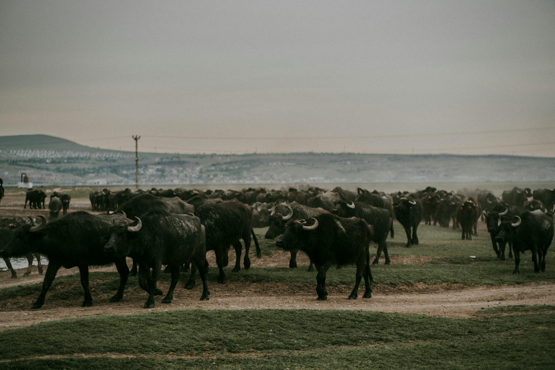 Cattle on Farm