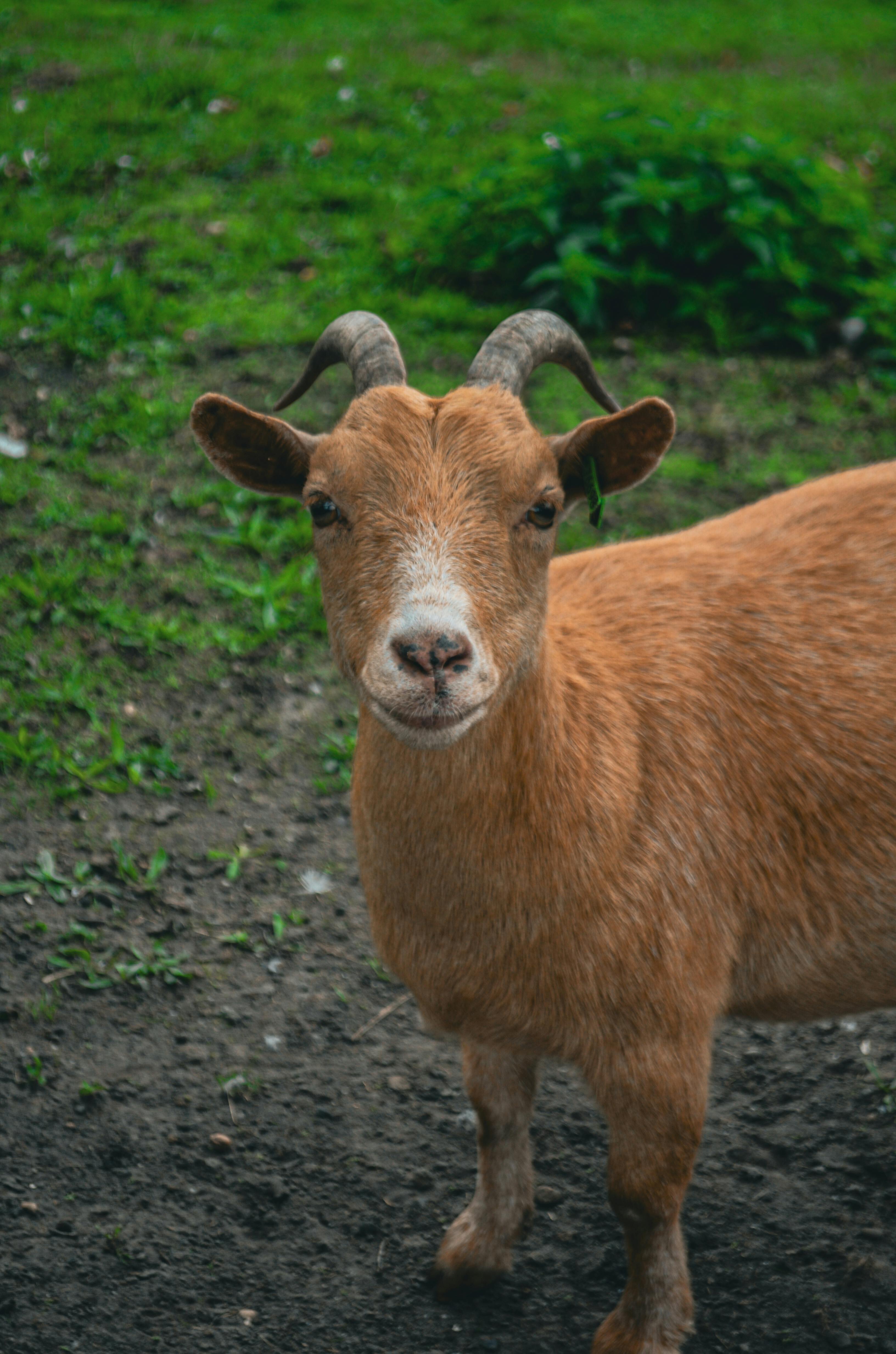grátis Foto profissional grátis de 4k, agricultura, animais selvagens Foto profissional