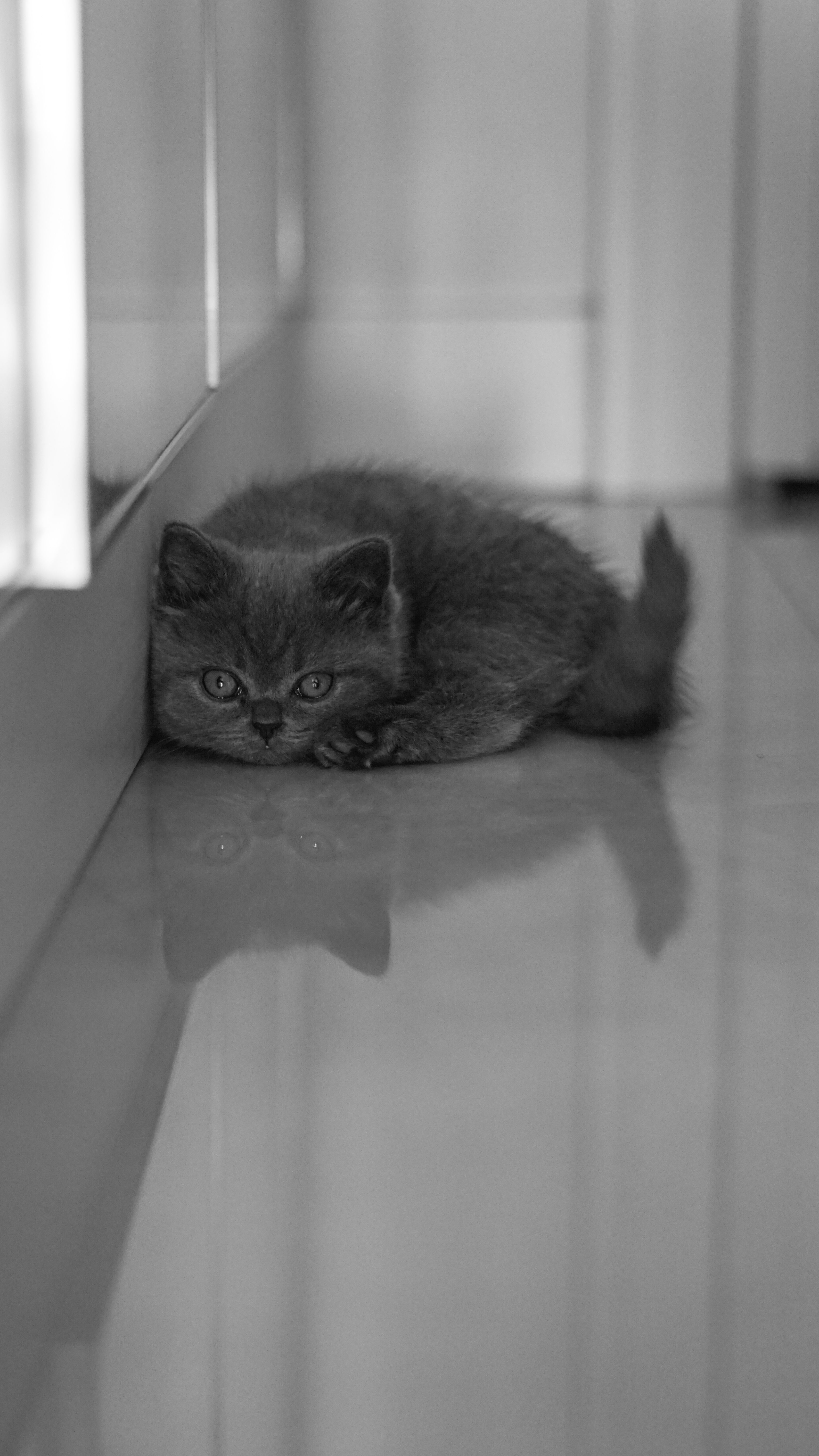A black and white photo of a cat laying on the floor · Free Stock Photo