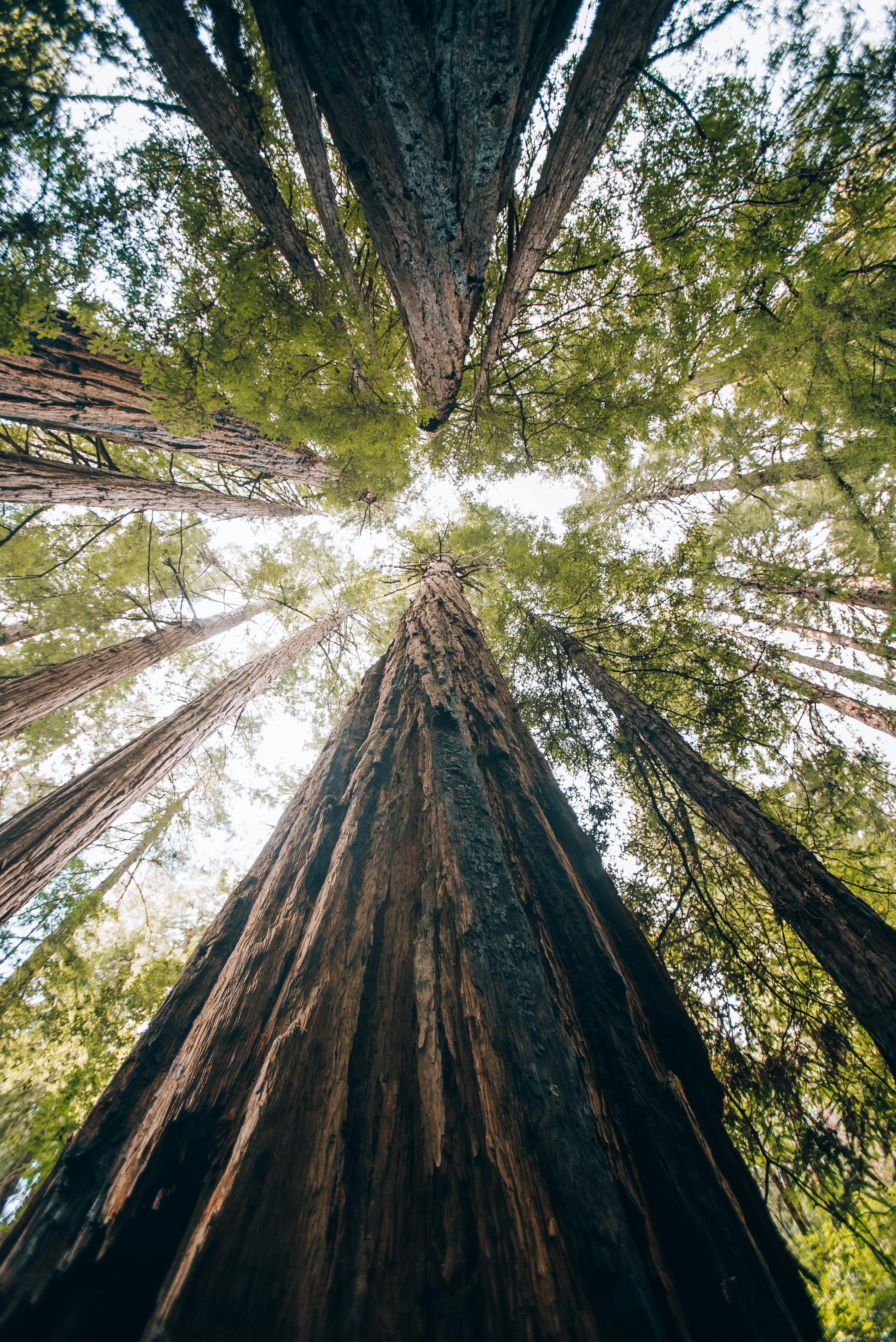 Stunning upward shot of towering redwood trees in a forest, capturing their majestic height.