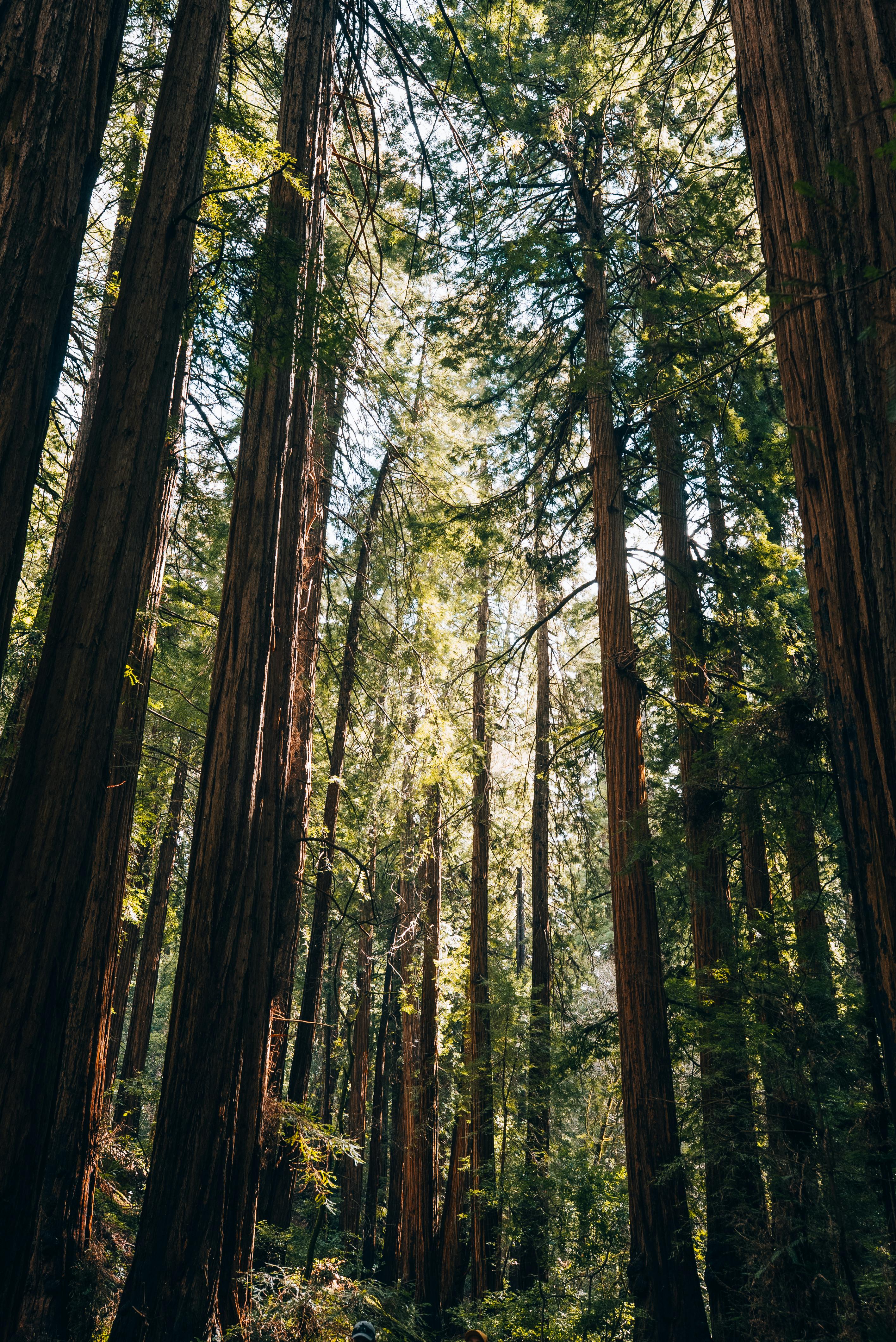 Tall redwood trees tower in a serene forest with sunlight filtering through, capturing nature's tranquil beauty.