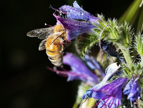 arı, bal arısı, bal özü içeren Ücretsiz stok fotoğraf