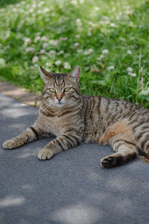 Photo of cat in the park, kiev, ukraine