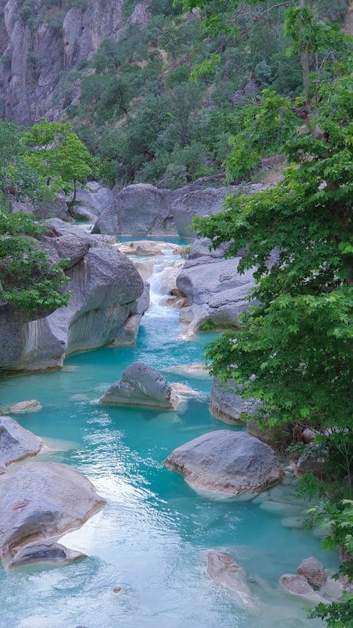 강, 경치, 무성한의 무료 스톡 사진