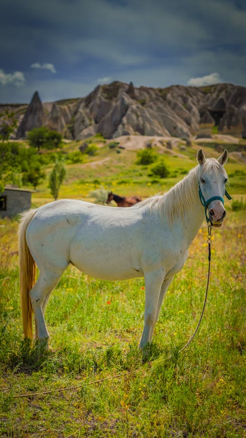 Gratis lagerfoto af græsgang, heste, hvid hest