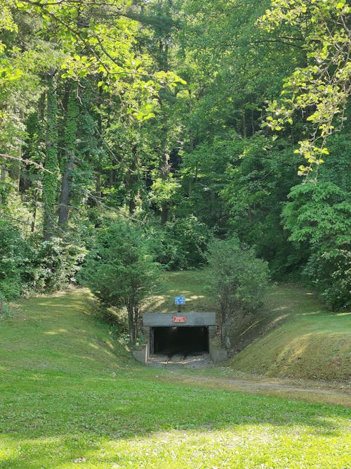 Ingyenes stockfotó alagút, erdő, fák témában