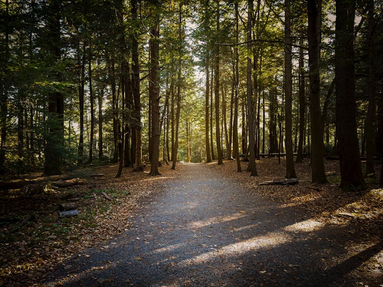 Swallow Falls State Park - Hiking Trail