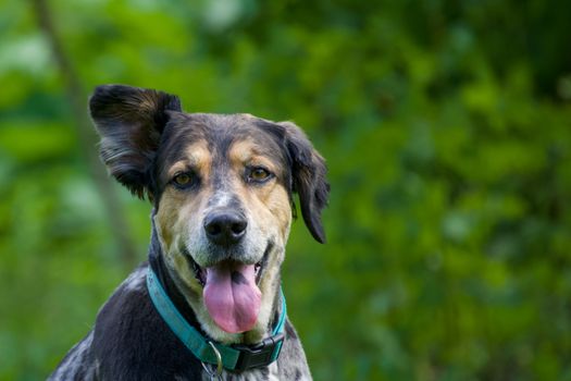 Adorable dog with a collar sticking out its tongue outdoors in sunny greenery.