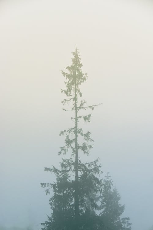 Foto stok gratis bayangan hitam, isolasi, kabut
