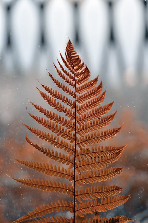 Close-up of Brown Fern Leaf 