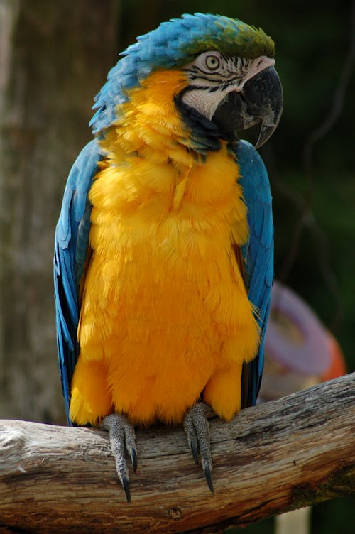 Close-up of a Blue-and-yellow Macaw