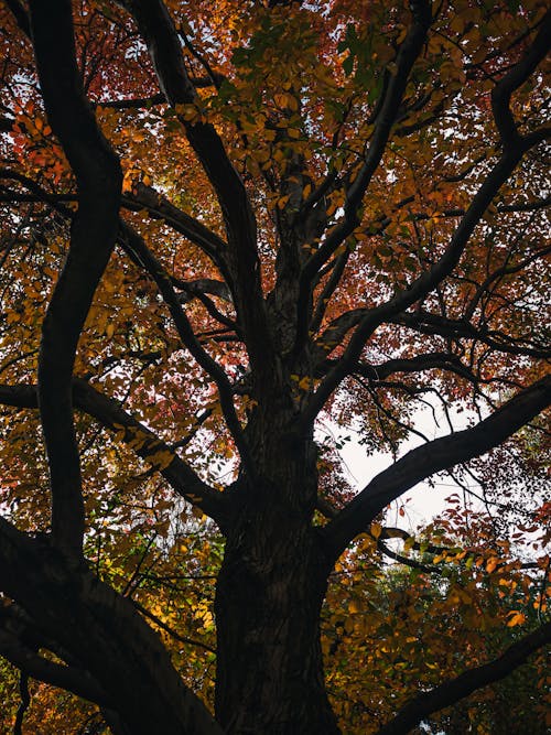 Základová fotografie zdarma na téma hnědé listy, les, oranžové listy