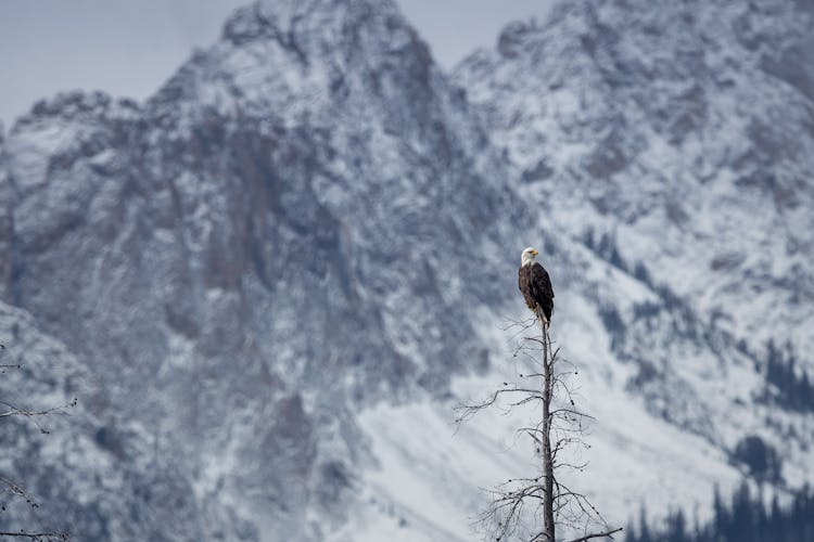 Eagle On Tree