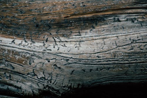 Close-up Photo Of Wood