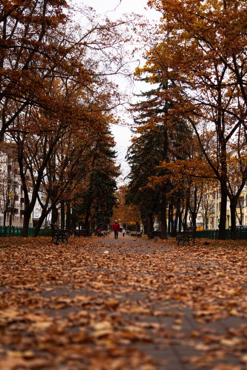 Free A vibrant autumn scene in a city park with fallen leaves and trees lining the path. Stock Photo