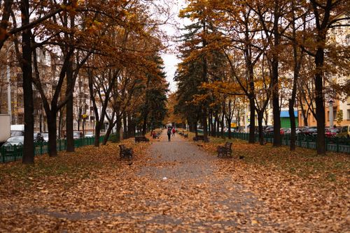 Free A serene autumn walkway with fallen leaves in Minsk, Minsk Region, Belarus. Stock Photo