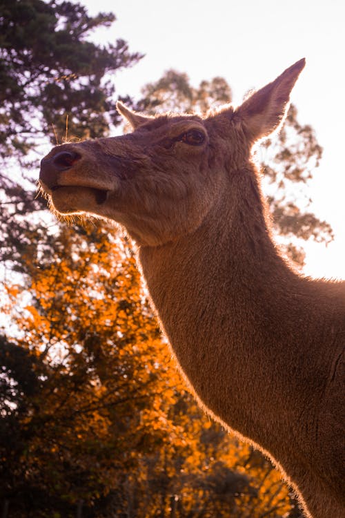 Fotos de stock gratuitas de animales, naturaleza