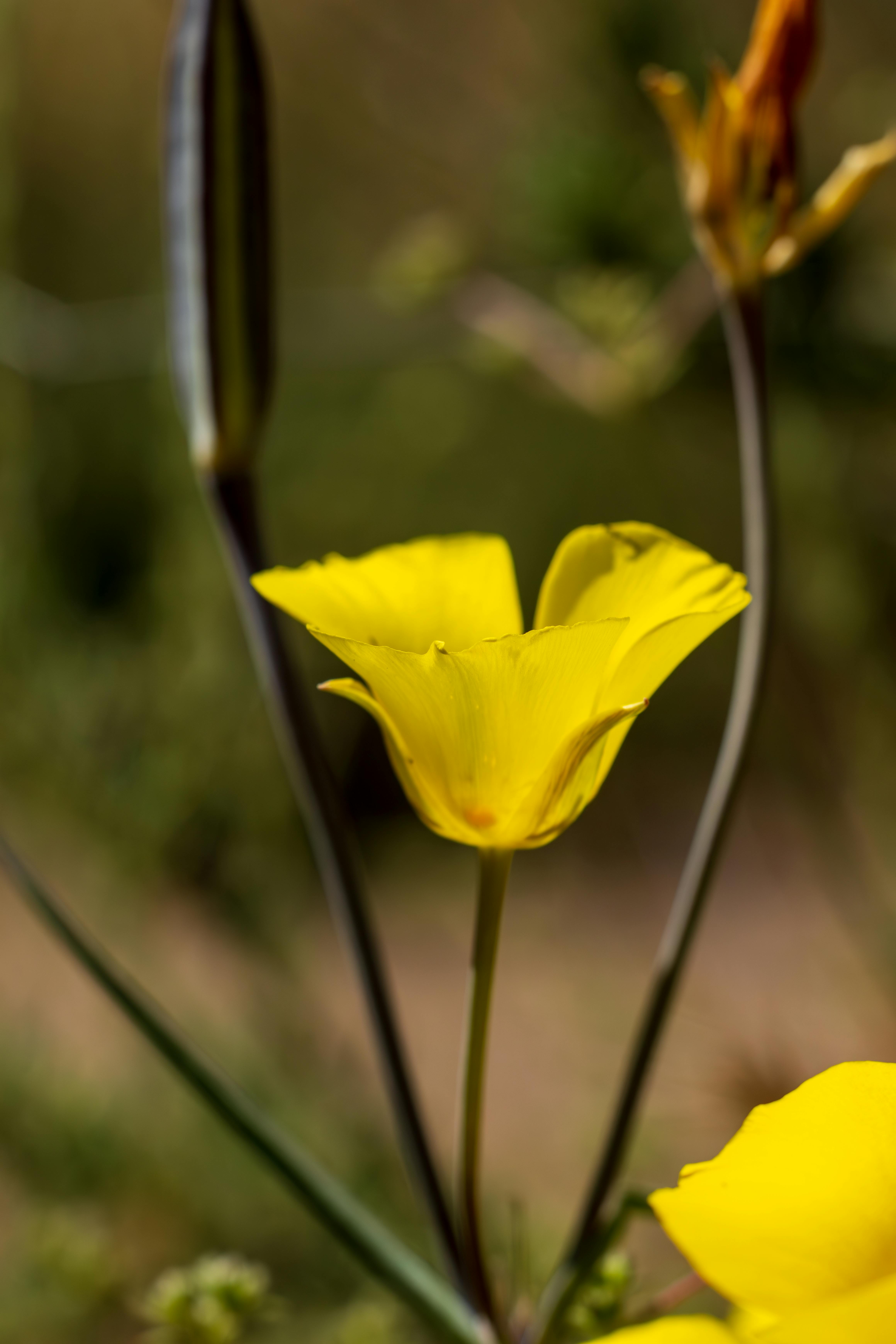 flower-logo-photos-download-the-best-free-flower-logo-stock-photos