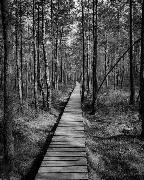 Free Black and white image of a tranquil wooden footpath leading through a lush forest. Stock Photo